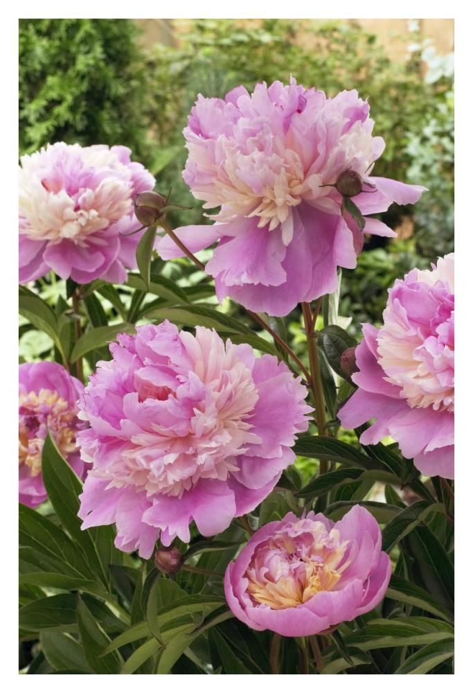 Peony mme emile debatene variety flowers-Paper Art-26"x38"