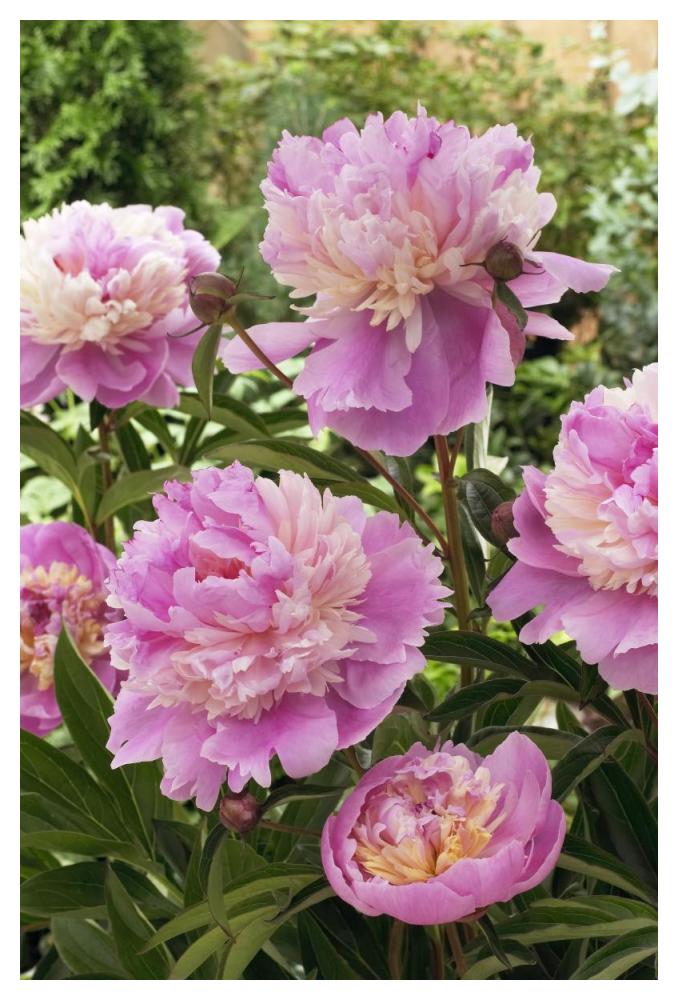 Peony mme emile debatene variety flowers-Paper Art-34"x50"