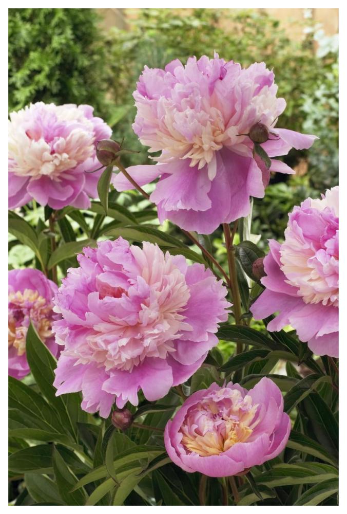 Peony mme emile debatene variety flowers-Paper Art-42"x62"