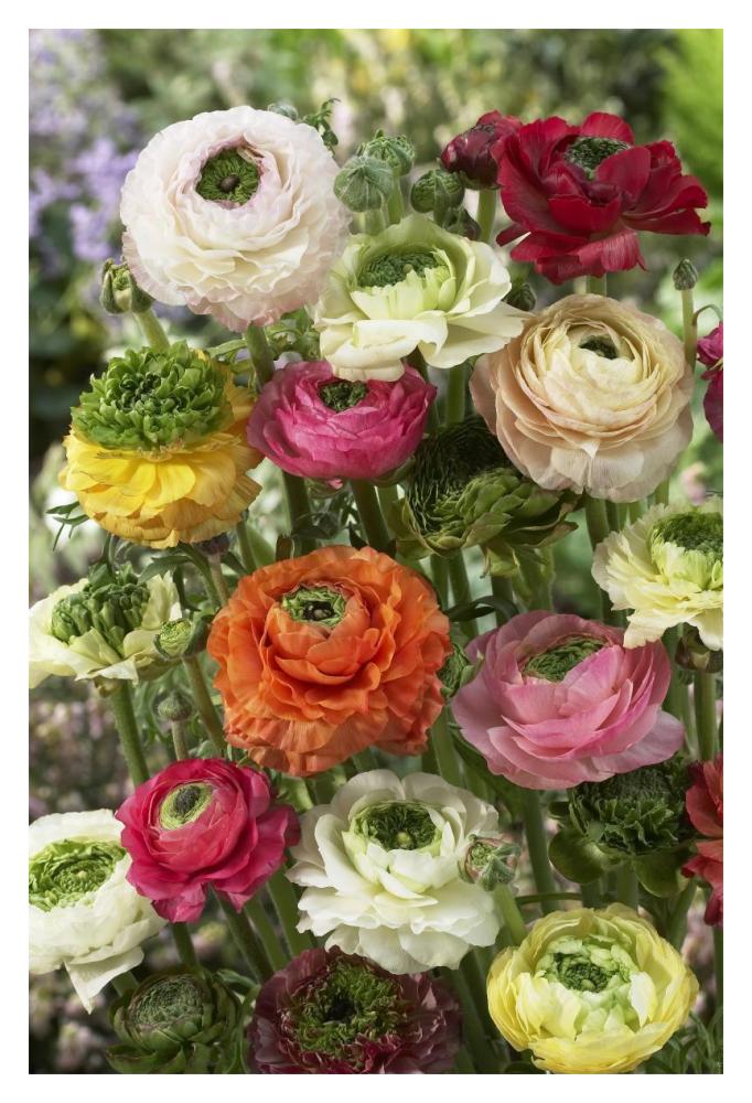 Buttercup mirabelle vert variety flowers-Paper Art-14"x20"