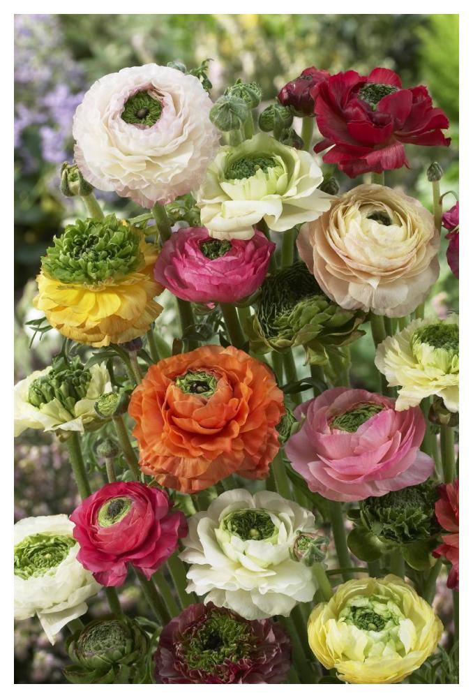 Buttercup mirabelle vert variety flowers-Paper Art-34"x50"