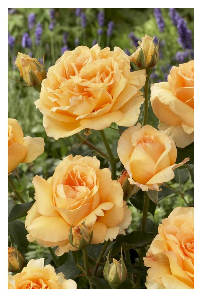 Rose solo mio renaissance variety flowers-Paper Art-14"x20"