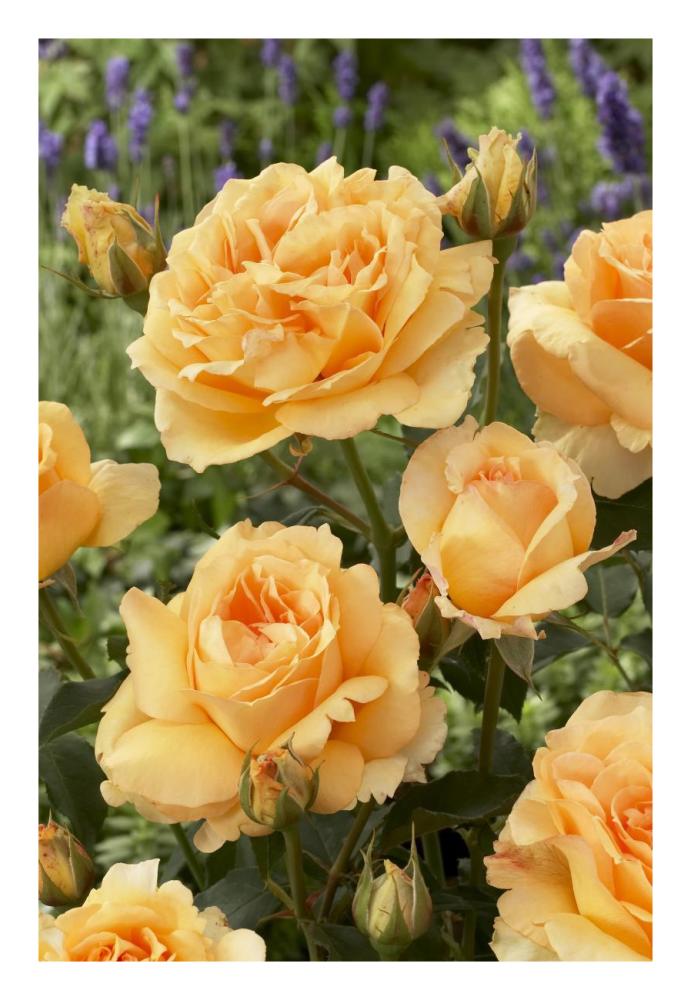 Rose solo mio renaissance variety flowers-Paper Art-18"x26"