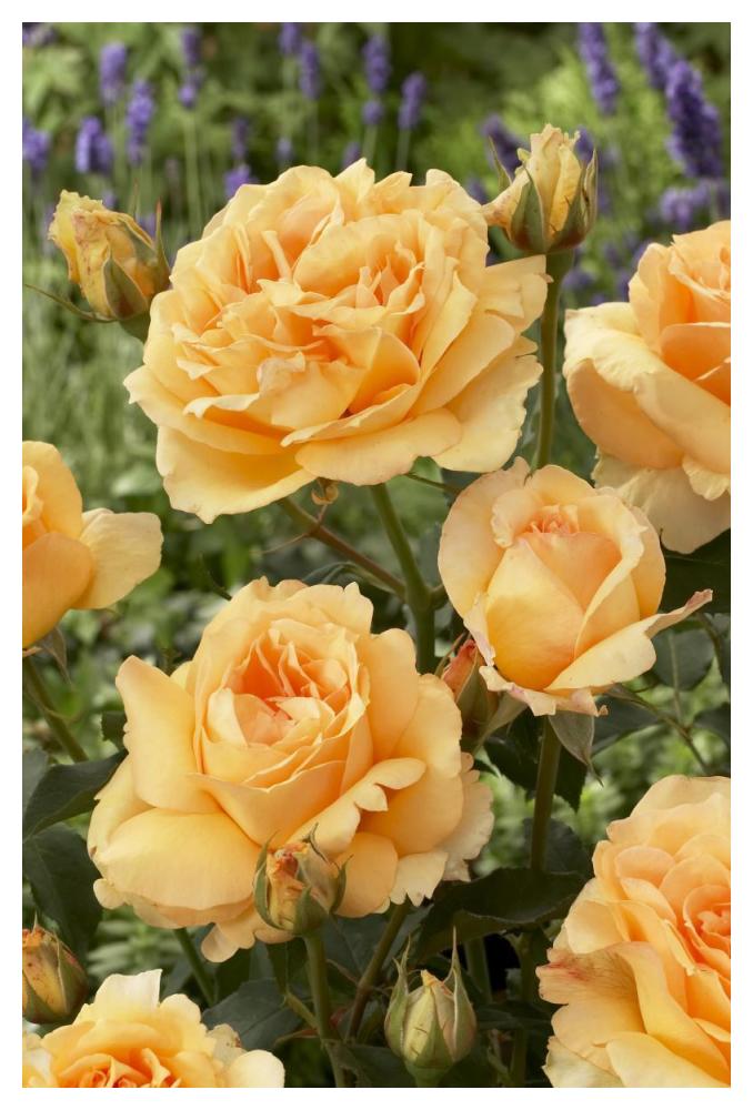 Rose solo mio renaissance variety flowers-Paper Art-34"x50"