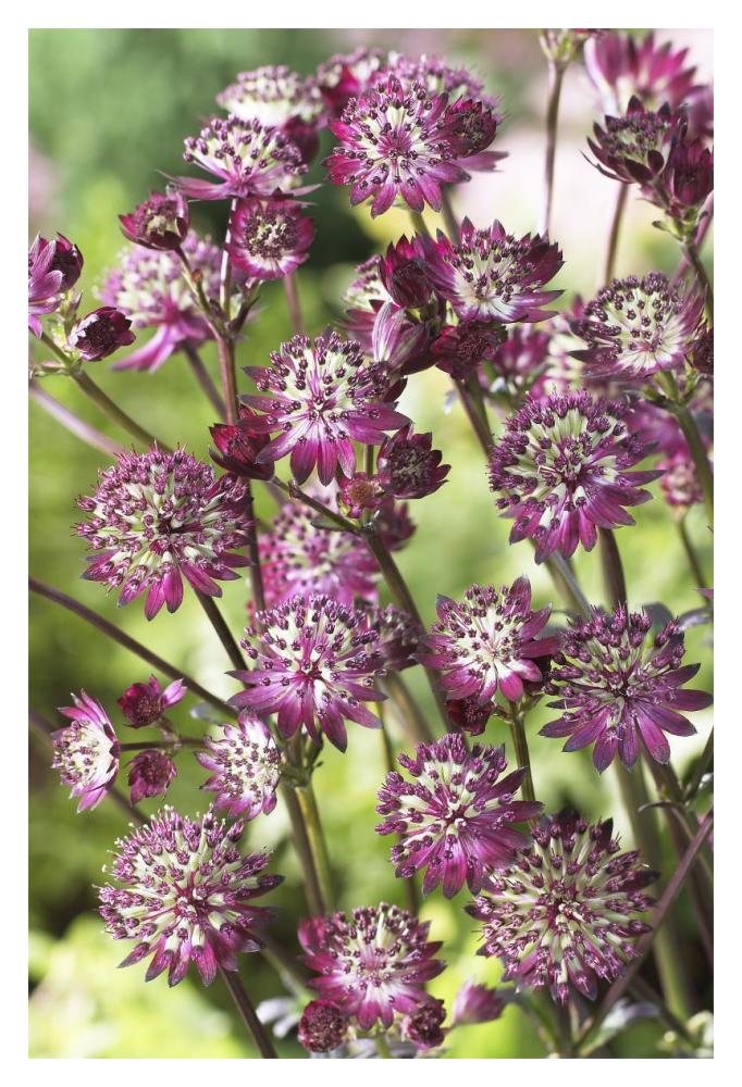 Astrantia dark shiny eyes variety flowers-Paper Art-14"x20"