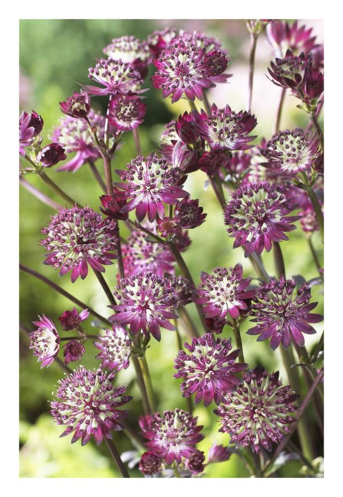 Astrantia dark shiny eyes variety flowers-Paper Art-18"x26"