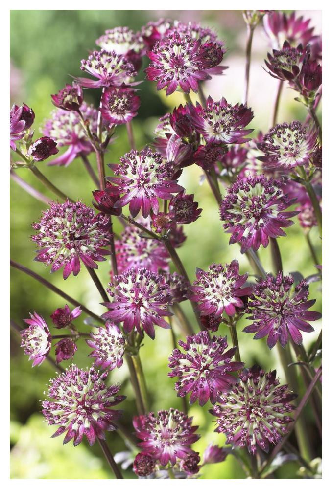 Astrantia dark shiny eyes variety flowers-Paper Art-34"x50"