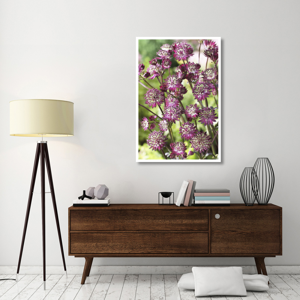 Astrantia dark shiny eyes variety flowers-Paper Art-34&quotx50"