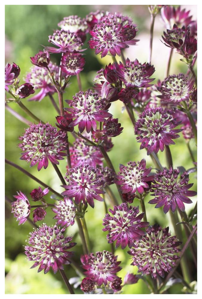 Astrantia dark shiny eyes variety flowers-Paper Art-42"x62"