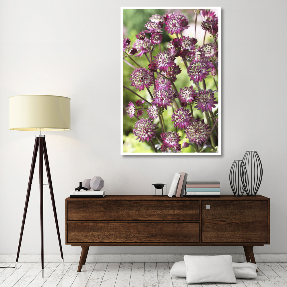Astrantia dark shiny eyes variety flowers-Paper Art-42&quotx62"