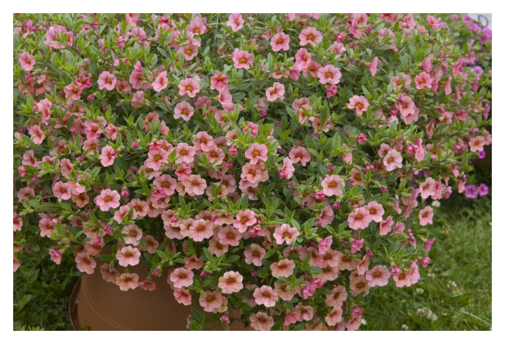 Calibrachoa noa peach eye variety flowers-Paper Art-20"x14"