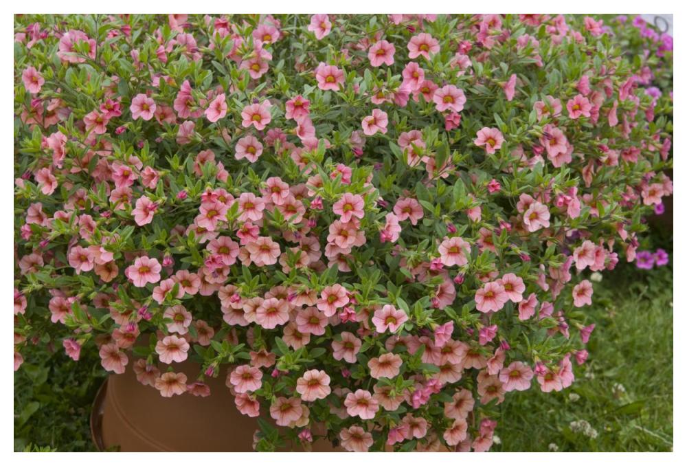 Calibrachoa noa peach eye variety flowers-Paper Art-50"x34"