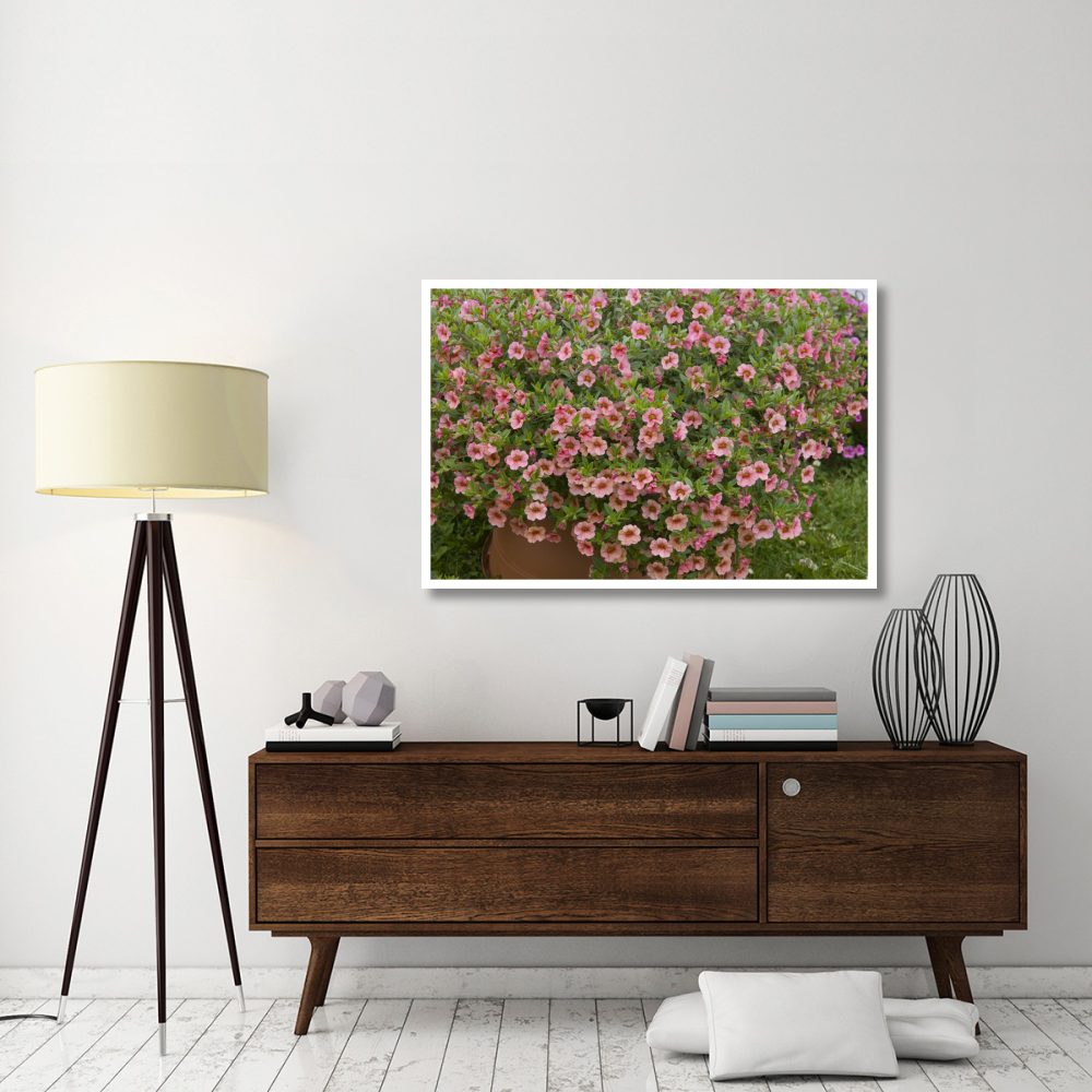 Calibrachoa noa peach eye variety flowers-Paper Art-50&quotx34"
