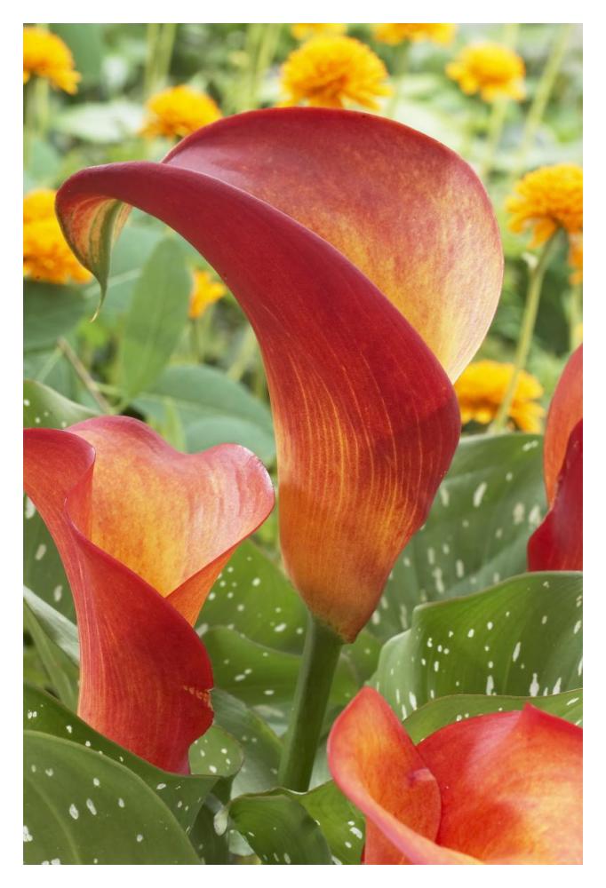 Calla Lily captain safari variety flowers-Paper Art-14"x20"