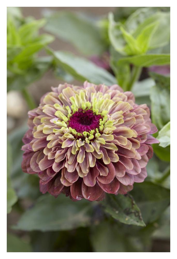 Elegant Zinnia queen red lime variety flower-Paper Art-14"x20"