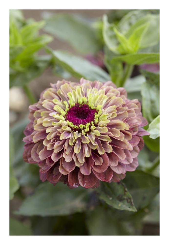 Elegant Zinnia queen red lime variety flower-Paper Art-18"x26"