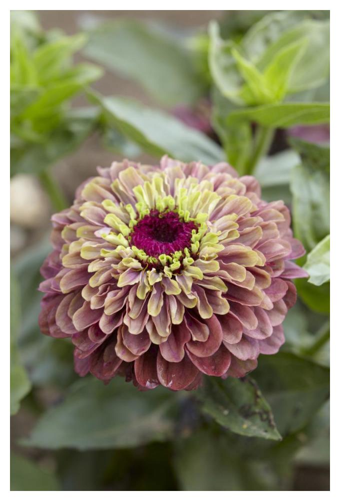 Elegant Zinnia queen red lime variety flower-Paper Art-34"x50"
