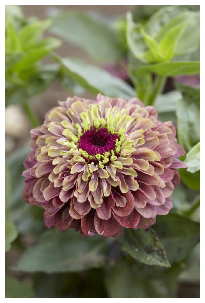 Elegant Zinnia queen red lime variety flower-Paper Art-42"x62"