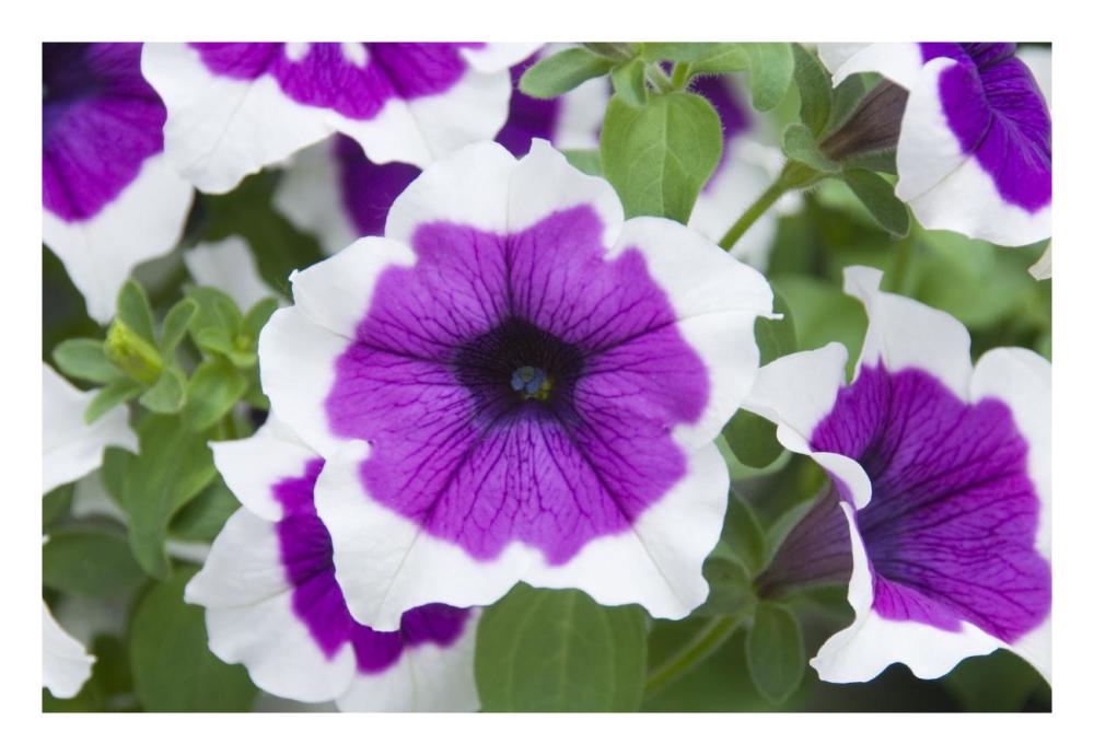 Petunia cascadia violet skirt variety flowers-Paper Art-26"x18"
