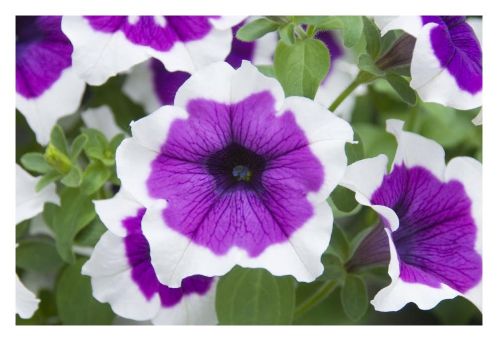 Petunia cascadia violet skirt variety flowers-Paper Art-32"x22"
