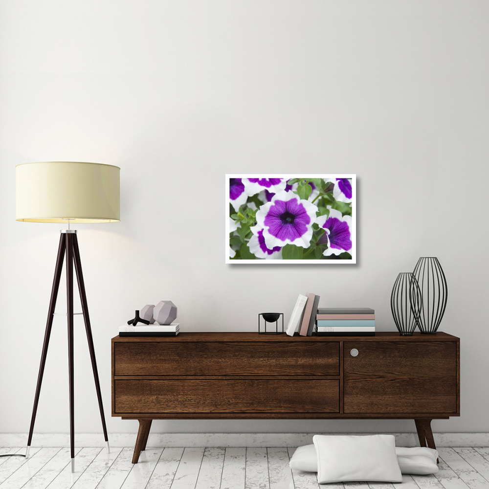 Petunia cascadia violet skirt variety flowers-Paper Art-32&quotx22"