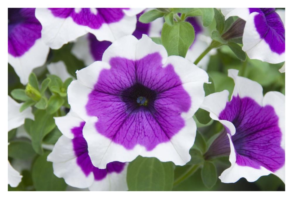 Petunia cascadia violet skirt variety flowers-Paper Art-38"x26"