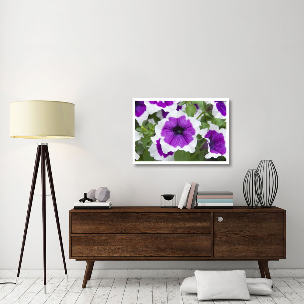 Petunia cascadia violet skirt variety flowers-Paper Art-38&quotx26"