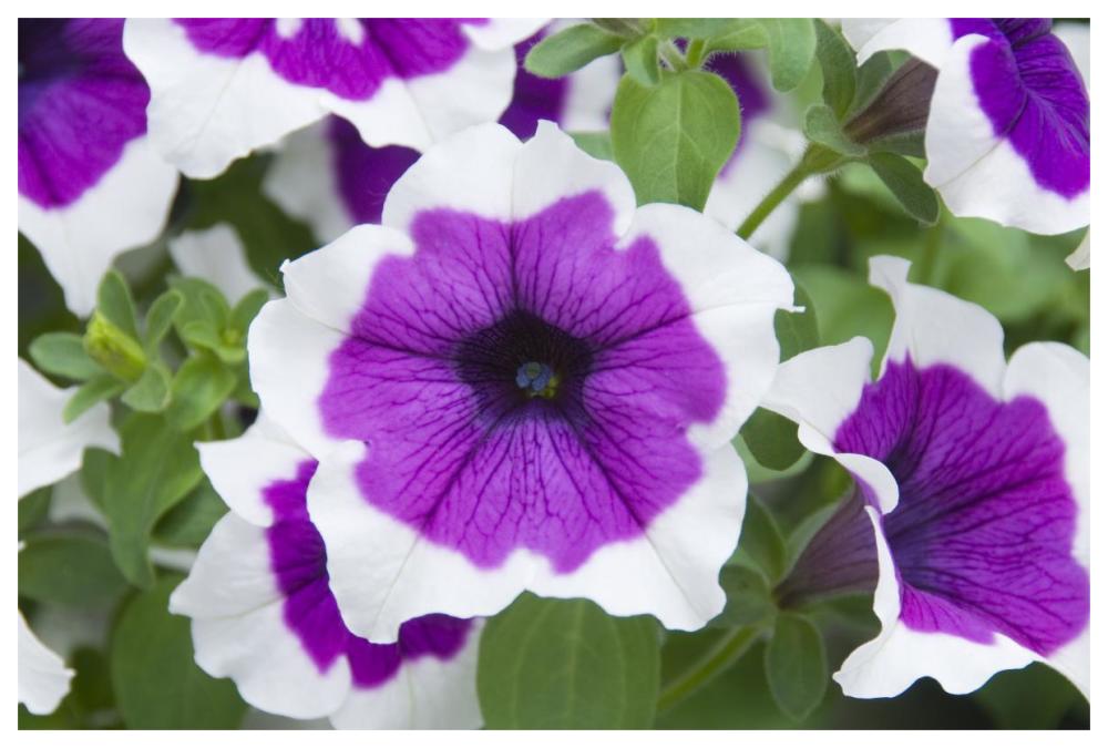 Petunia cascadia violet skirt variety flowers-Paper Art-62"x42"