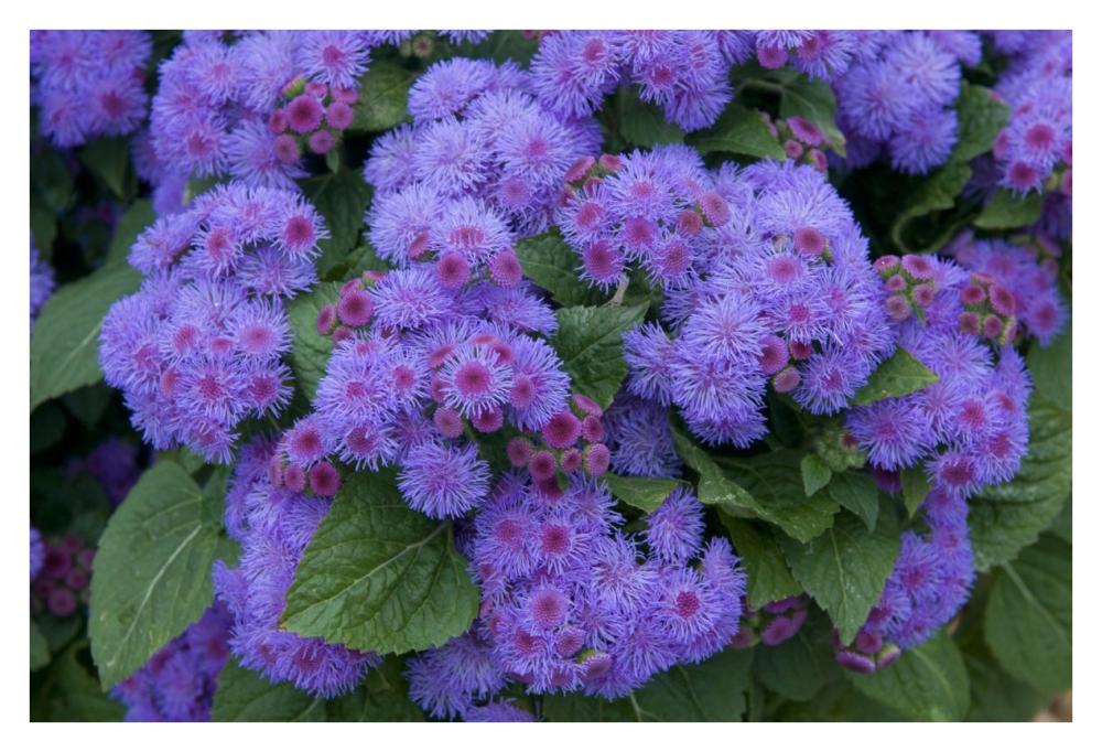 Ageratum ariella power violet variety flowers-Paper Art-38"x26"