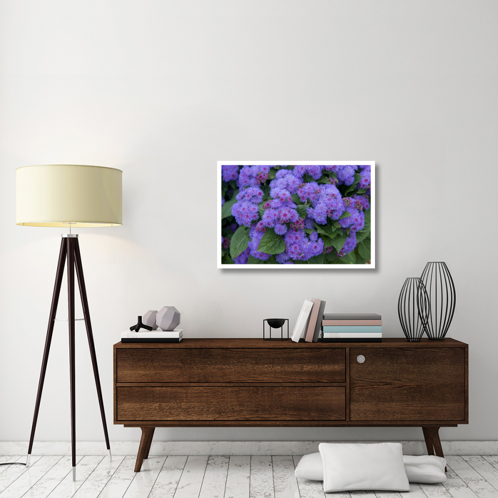 Ageratum ariella power violet variety flowers-Paper Art-38&quotx26"