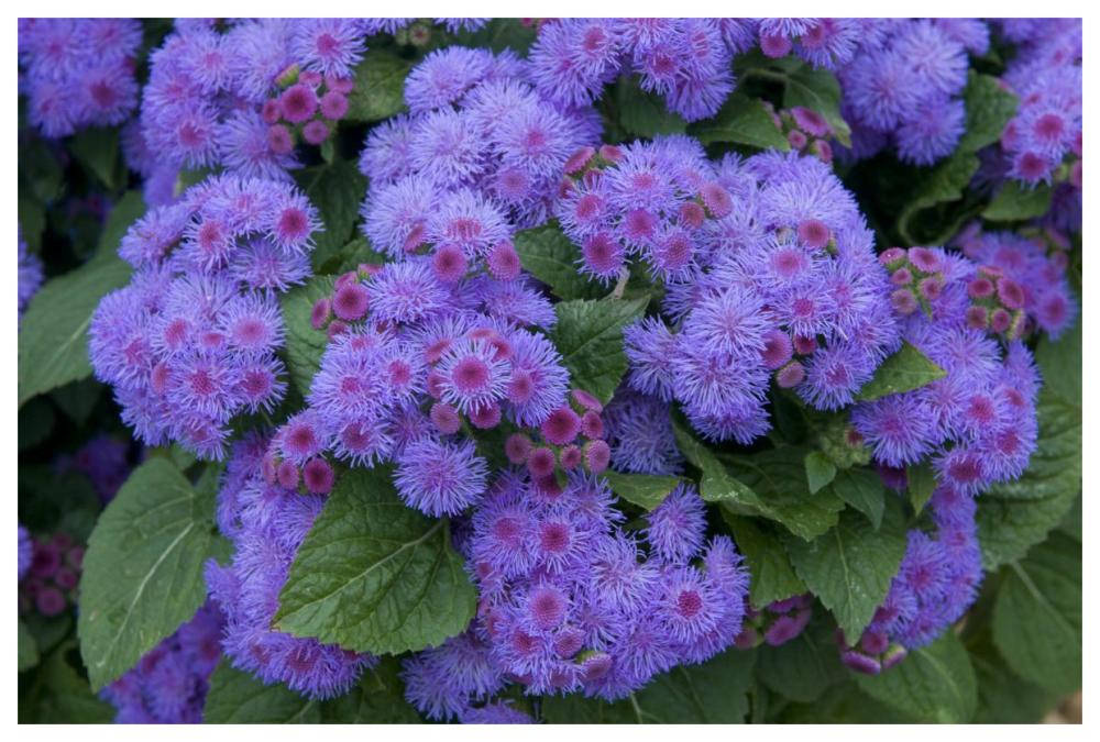Ageratum ariella power violet variety flowers-Paper Art-62"x42"