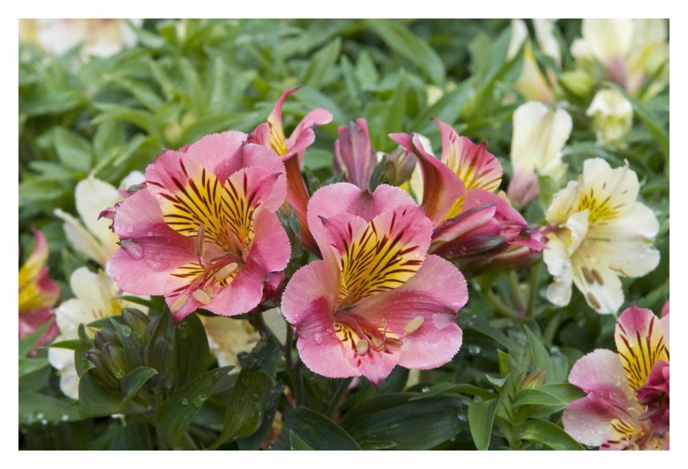 Peruvian Lily princess lilies variety flowers-Paper Art-38"x26"