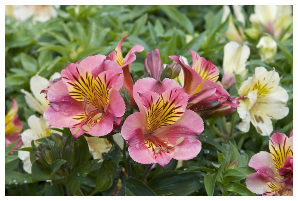 Peruvian Lily princess lilies variety flowers-Paper Art-62"x42"