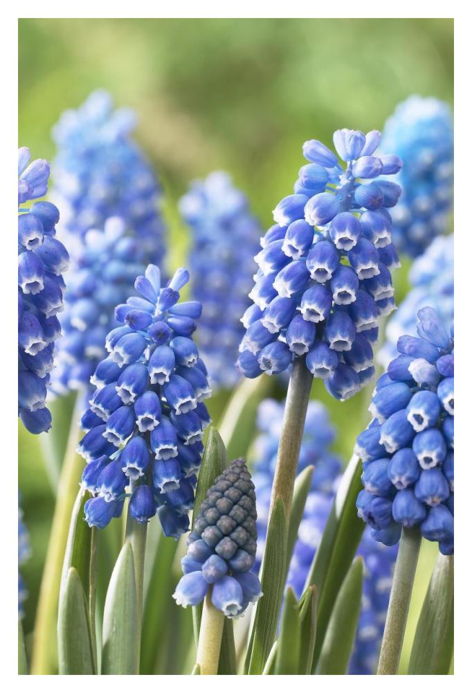 Blue Grape Hyacinth blue magic variety flowers-Paper Art-14"x20"