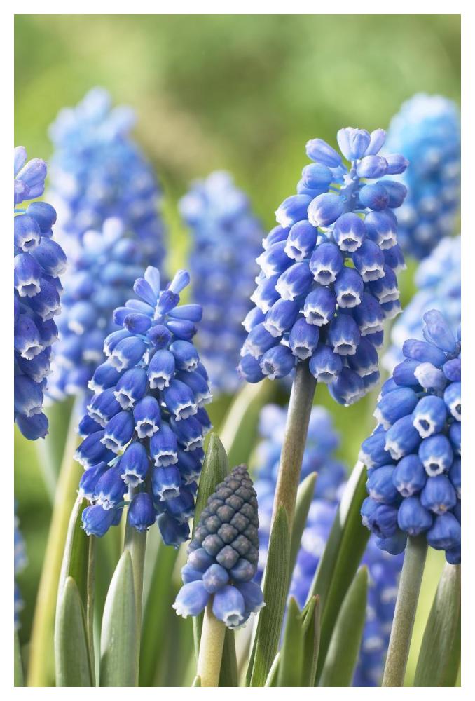 Blue Grape Hyacinth blue magic variety flowers-Paper Art-34"x50"
