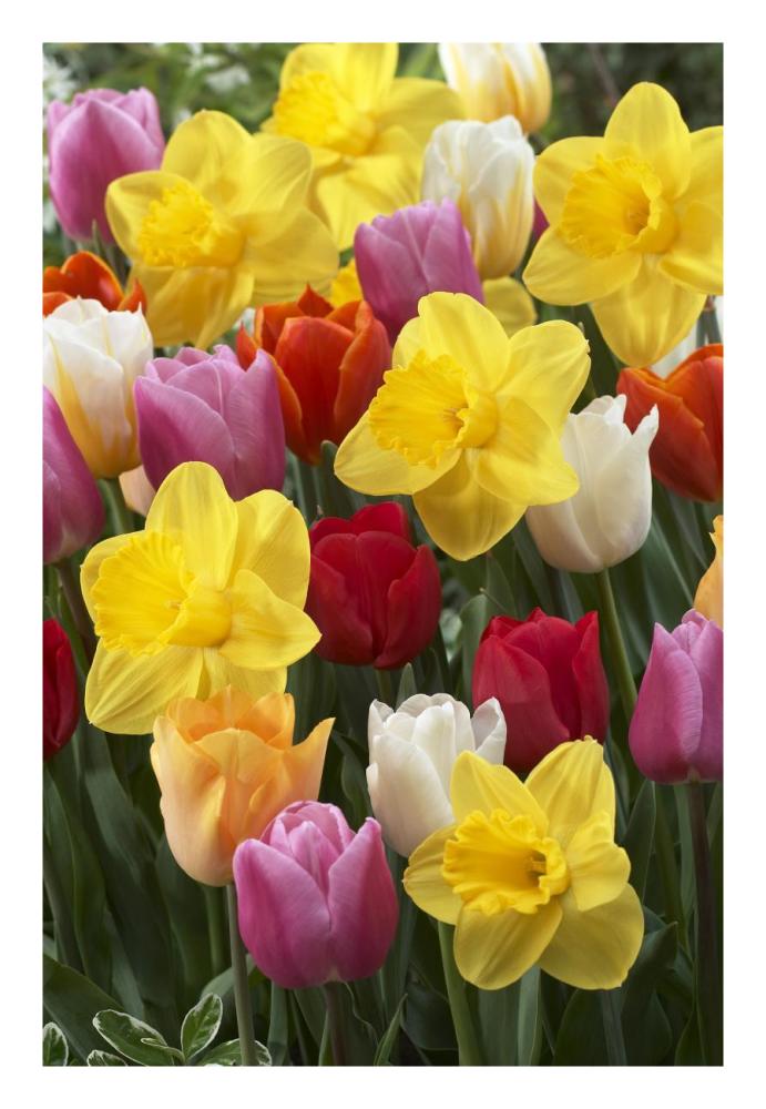 Daffodil lucky number variety, and Tulip flowers-Paper Art-18"x26"