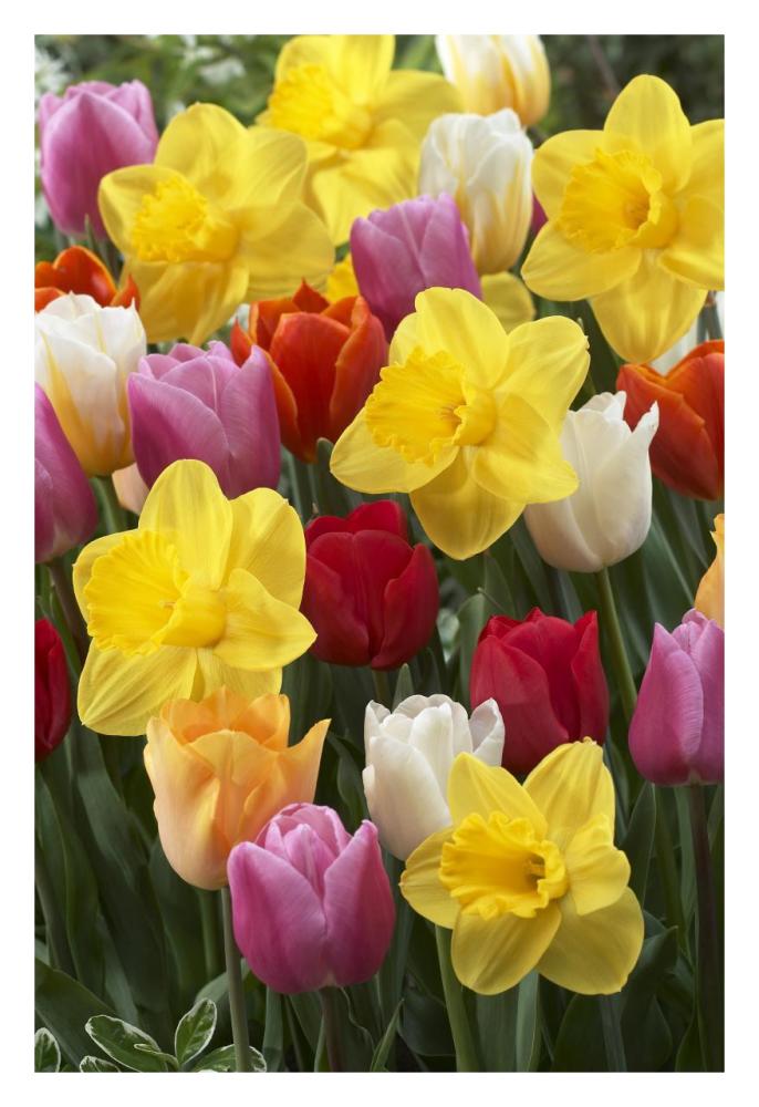 Daffodil lucky number variety, and Tulip flowers-Paper Art-22"x32"