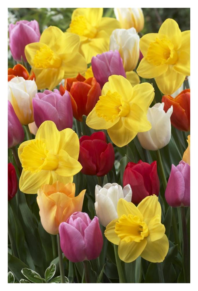 Daffodil lucky number variety, and Tulip flowers-Paper Art-26"x38"