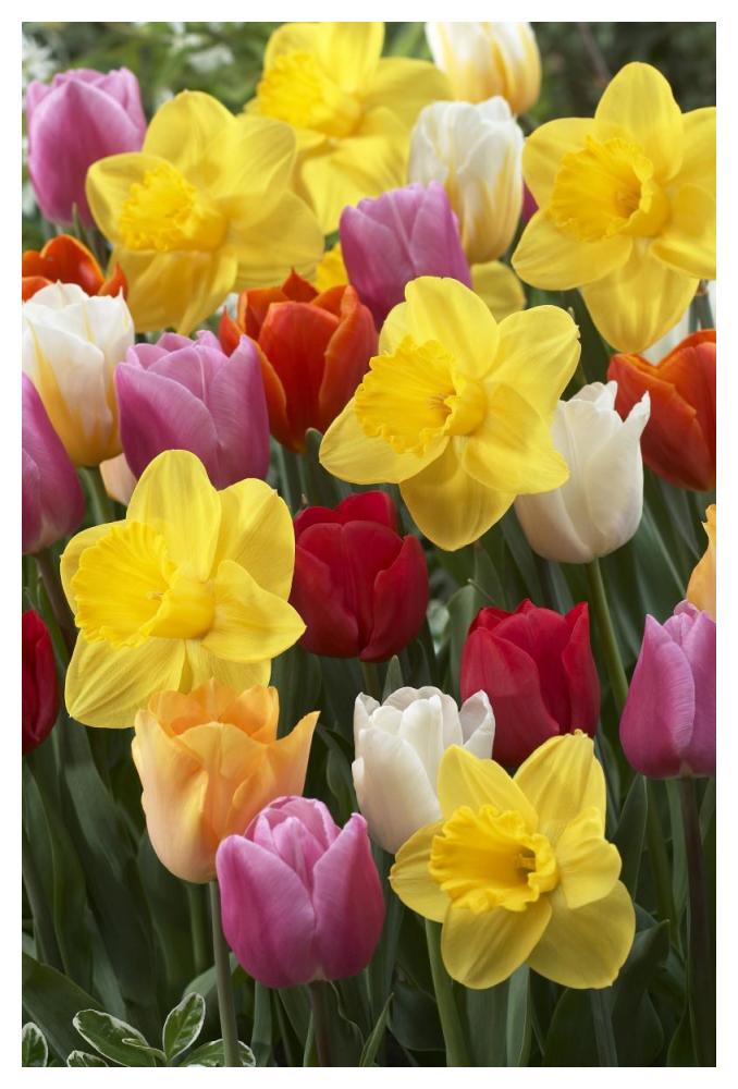 Daffodil lucky number variety, and Tulip flowers-Paper Art-34"x50"