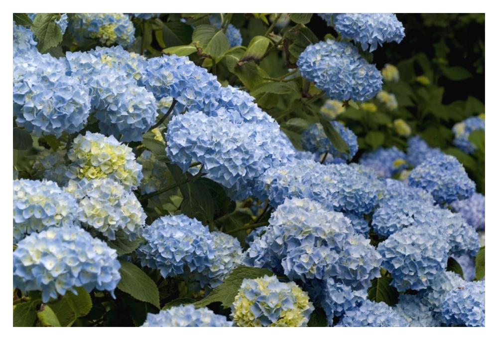 Bigleaf Hydrangea madame riverain variety flowers-Paper Art-20"x14"