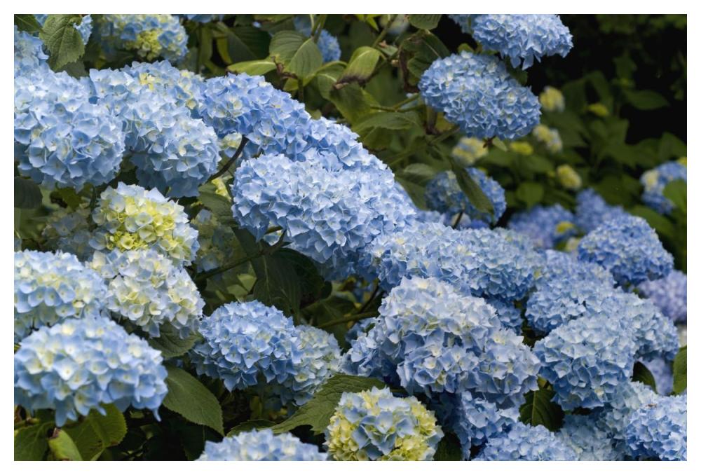 Bigleaf Hydrangea madame riverain variety flowers-Paper Art-50"x34"