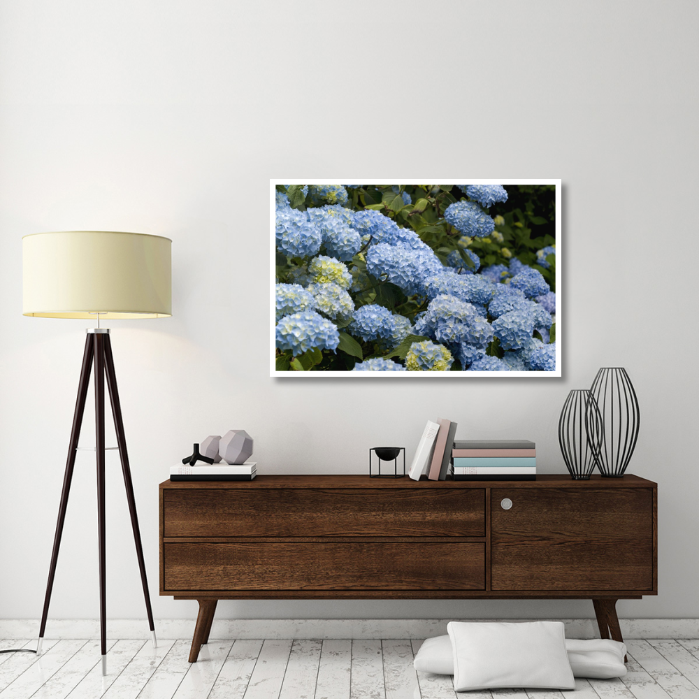 Bigleaf Hydrangea madame riverain variety flowers-Paper Art-50&quotx34"