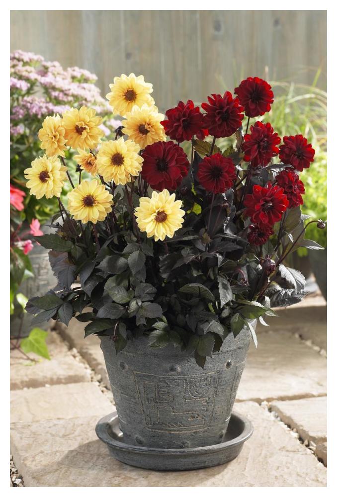 Dahlia yellow chic and chic en rouge varieties flowers-Paper Art-34"x50"