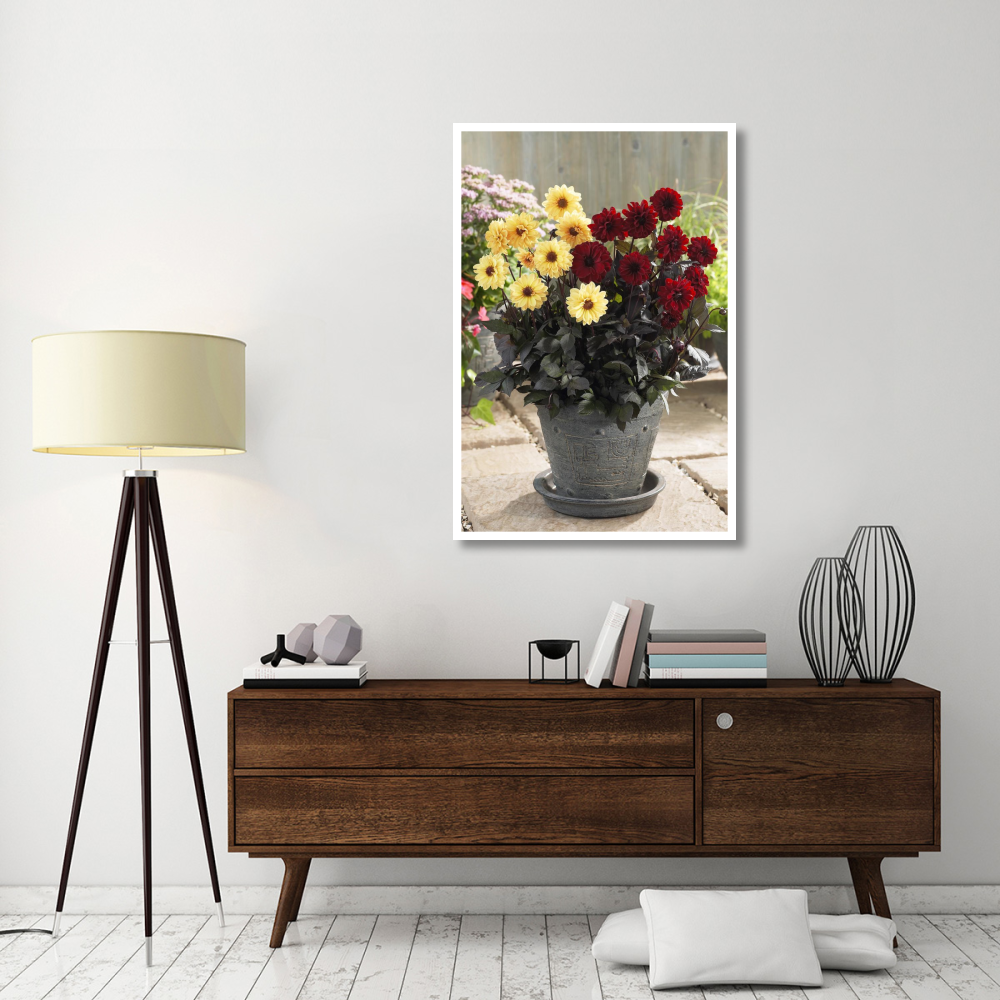 Dahlia yellow chic and chic en rouge varieties flowers-Paper Art-34&quotx50"