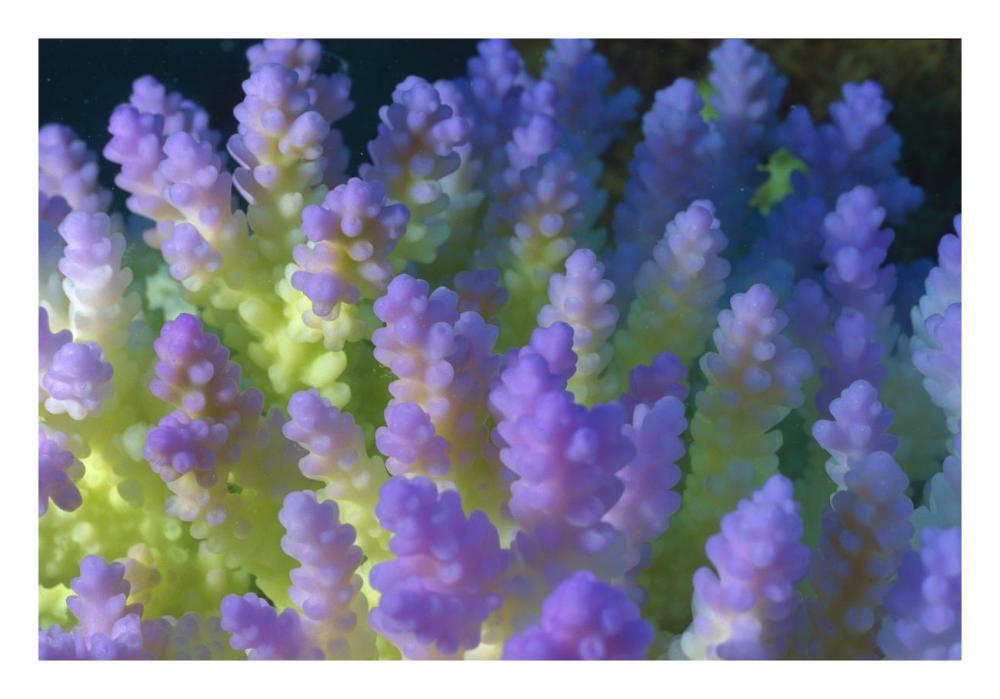 Stony Coral bleached branching coral, Great Barrier Reef Marine Park, Queensland, Australia-Paper Art-26"x18"