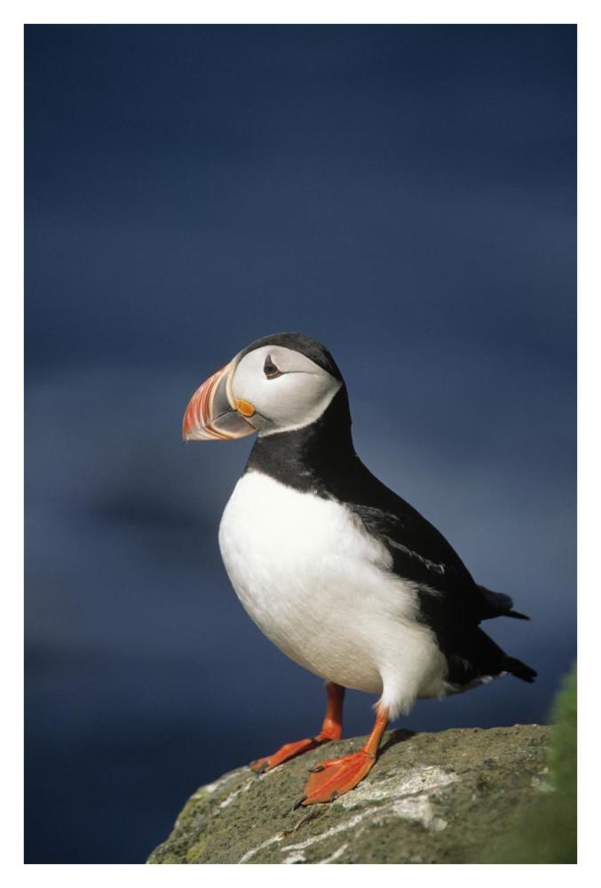 Atlantic Puffin adult on rock, Europe-Paper Art-26"x38"