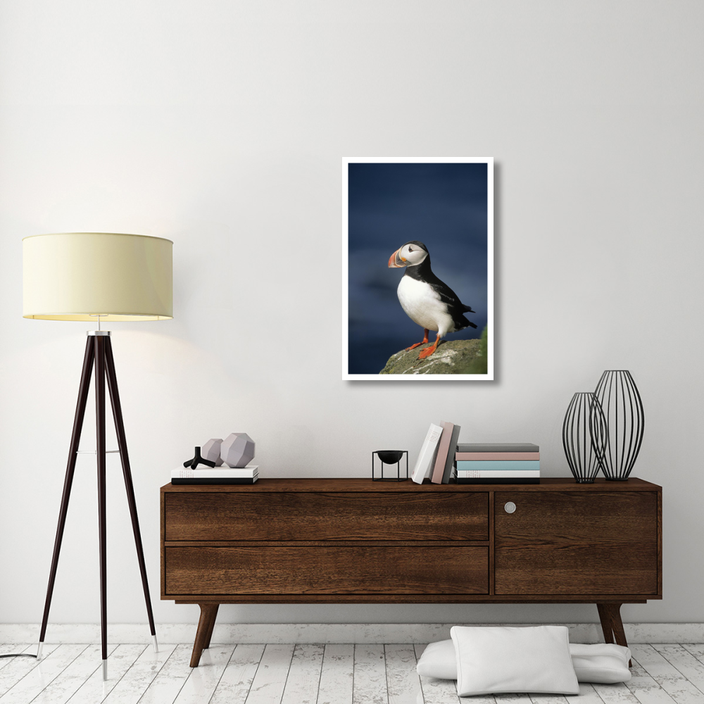 Atlantic Puffin adult on rock, Europe-Paper Art-26&quotx38"