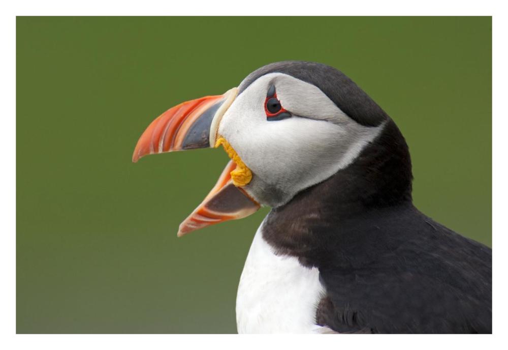 Atlantic Puffin yawning, Varanger Peninsula, Norway-Paper Art-32"x22"