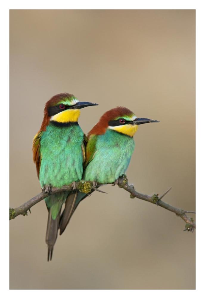 European Bee-eater, pair on an old branch, Lake Neusiedl, Austria-Paper Art-22"x32"