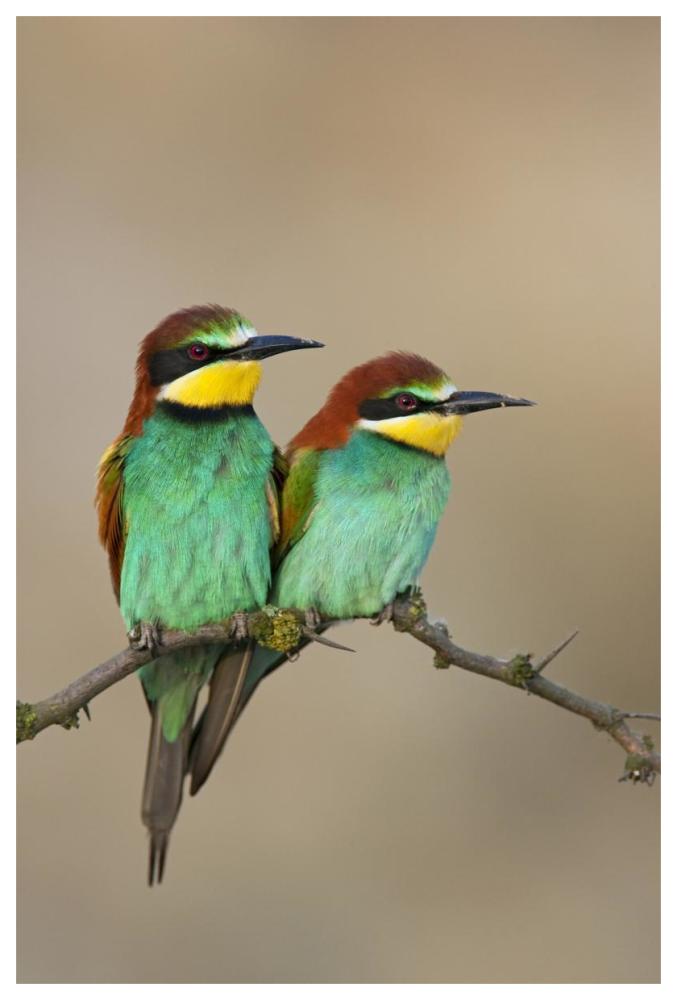 European Bee-eater, pair on an old branch, Lake Neusiedl, Austria-Paper Art-42"x62"